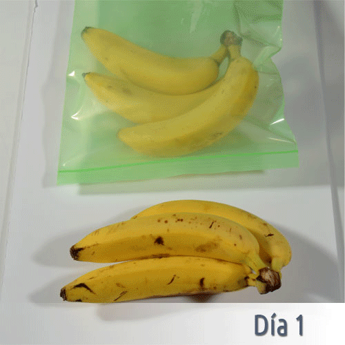 Maduración de plátanos (10 días)